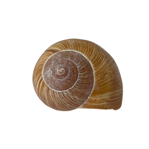 Snail Shell Devious Geocache